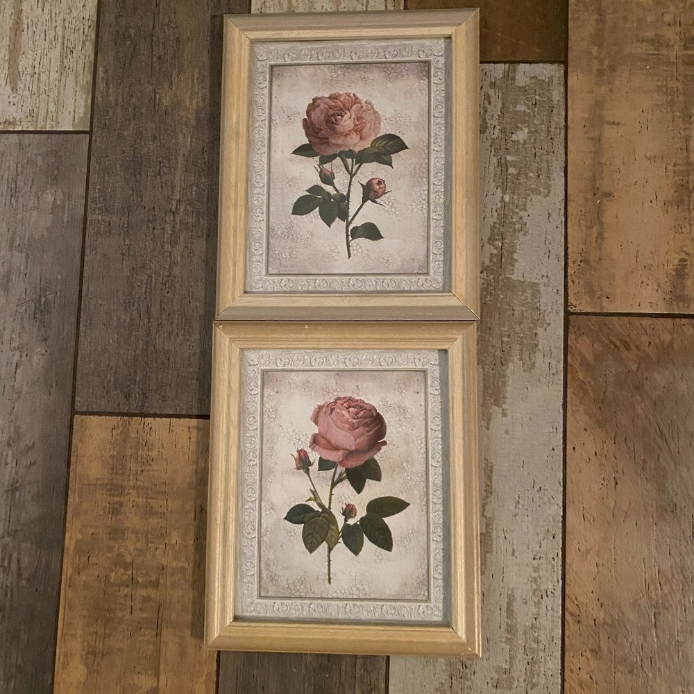 Cabbage Rose Pictures